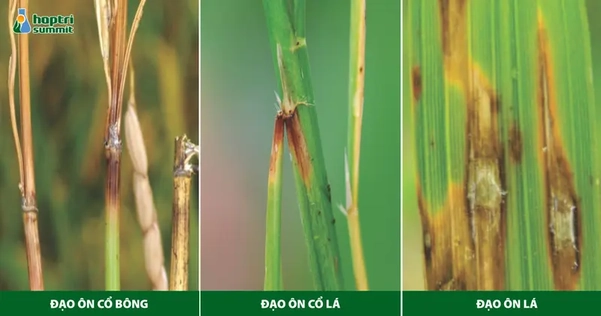 Bệnh đạo ôn trên cổ bông, cổ lá và trên lá